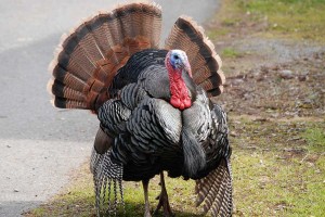 wild tom turkey por Steve Voght / Creative Commons license*