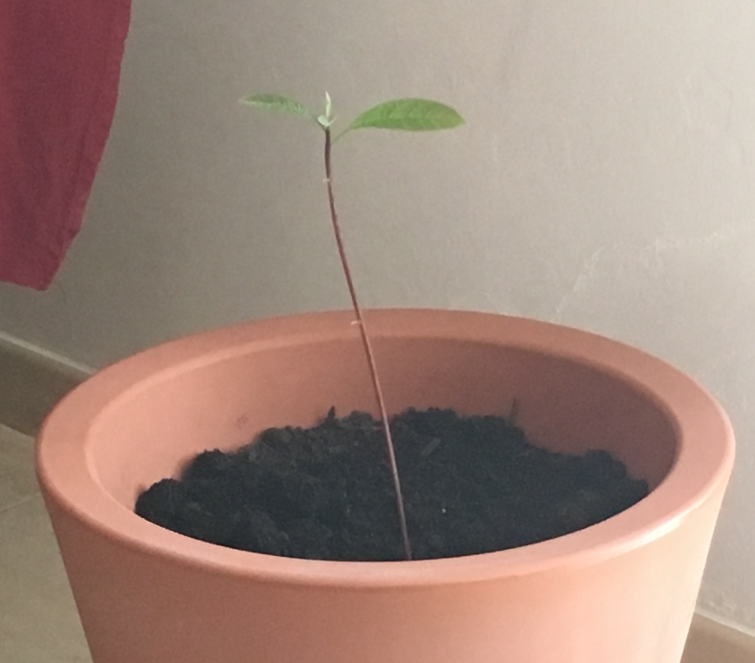 Abacate no vaso a partir de semente
